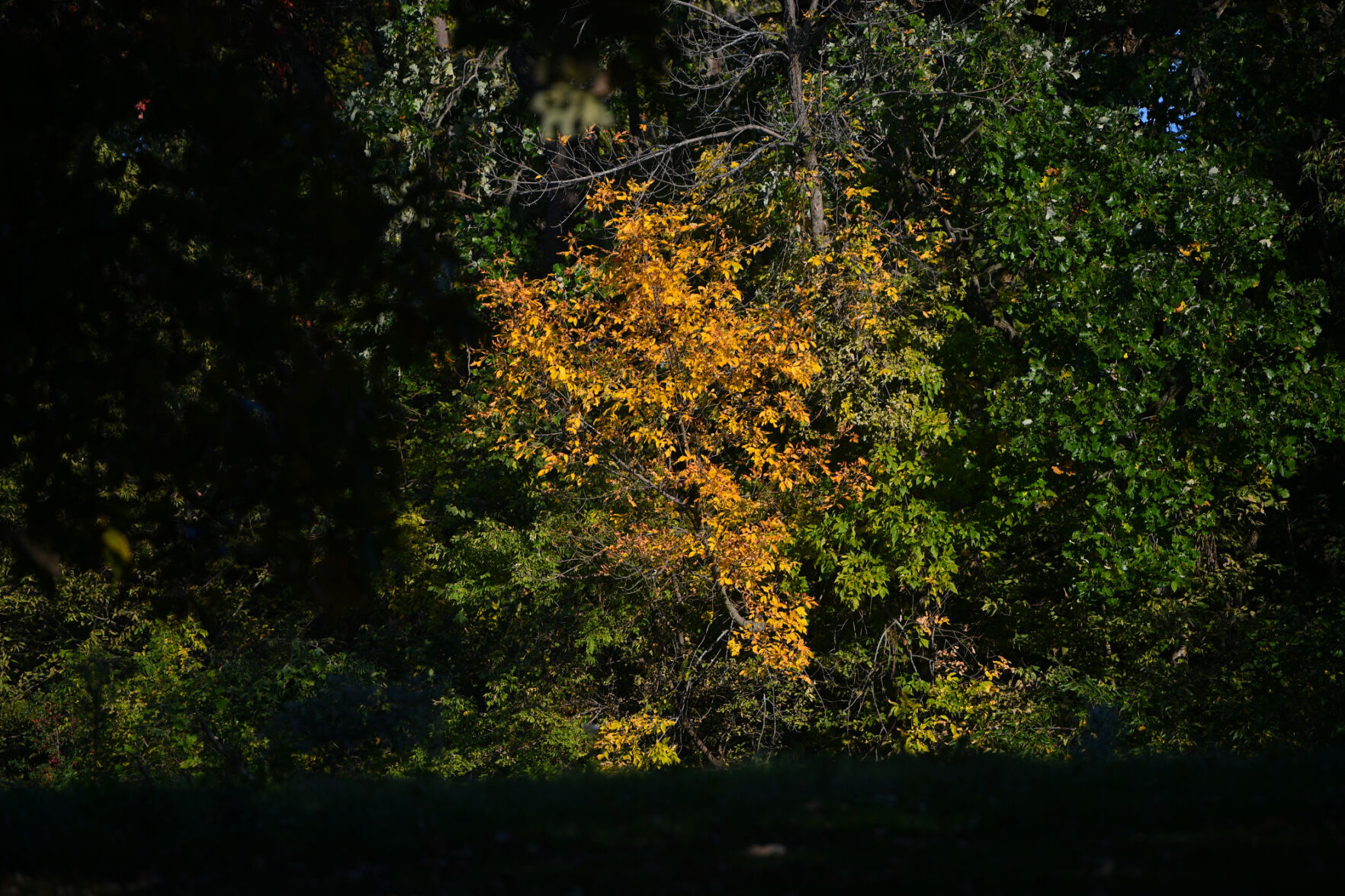 100820-qc-nws-fallcolor-008